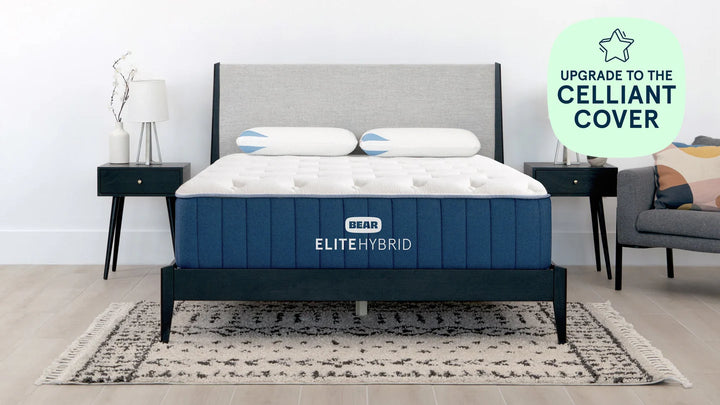 Bear Elite Hybrid
